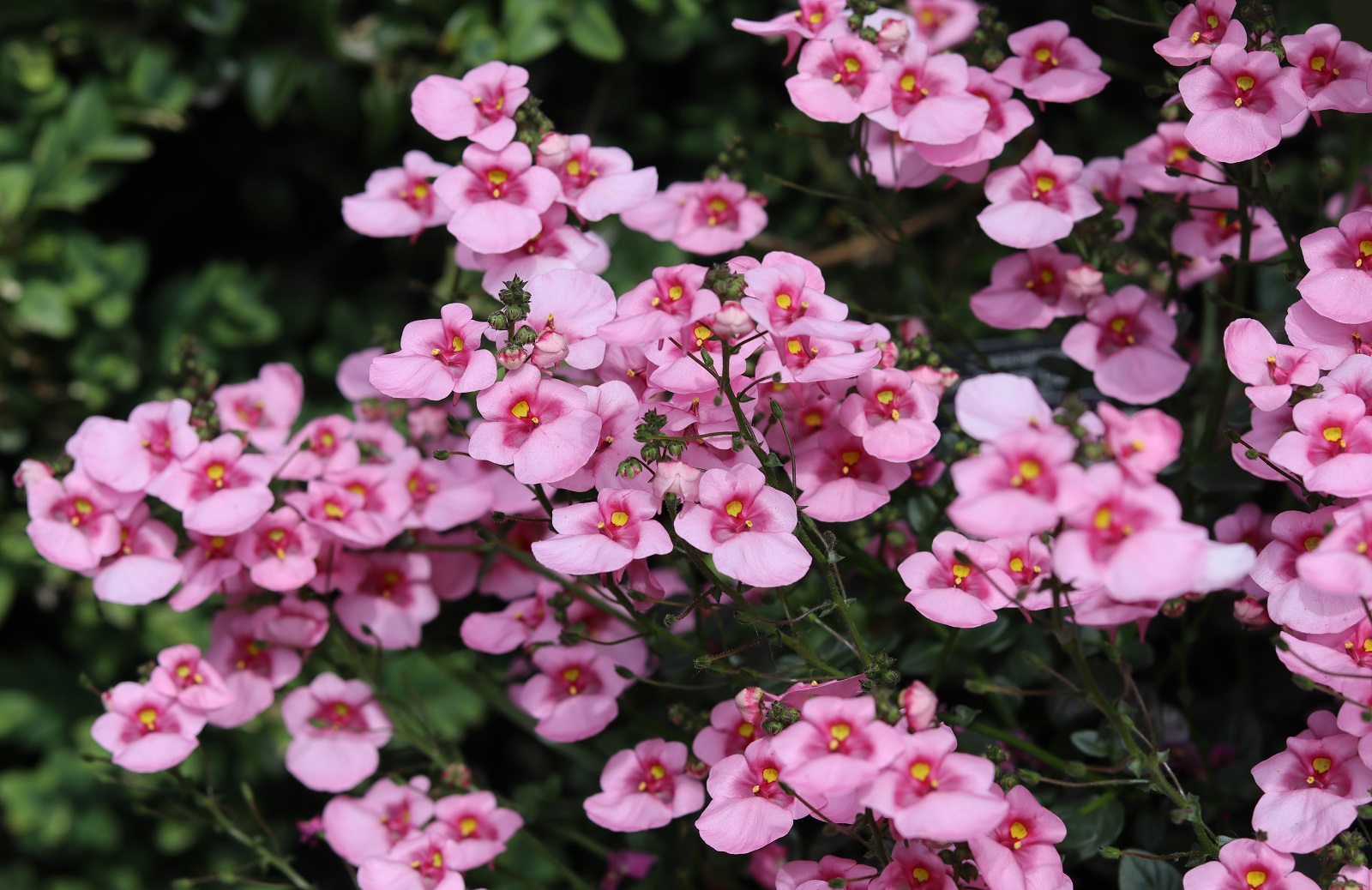 Diascias de couleur rose. ©Imladris, Adobestock